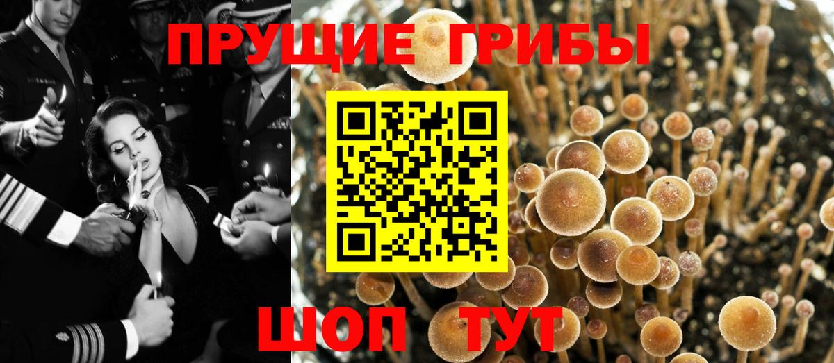 Екатеринбург  Галлюциногенные грибы Psilocybe  Вход с VPN  Псилоцибиновые грибы мухоморы 
